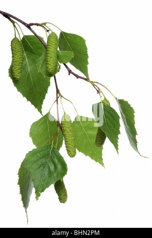 Jungen grünen Zweig der Birke mit Kätzchen auf dem weißen Hintergrund. Stockfoto