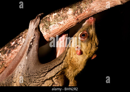 Malaiische Riesengleiter Stockfoto