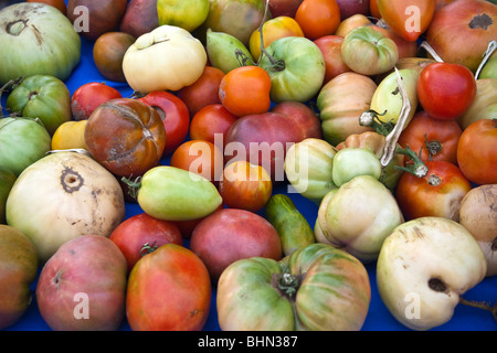 Bio Urtomaten (Erbe), im Sommer im freien Bauernmarkt, Toronto, Kanada Stockfoto