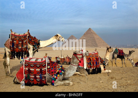 Pyramiden und Kamele aus Gizeh, Ägypten Stockfoto