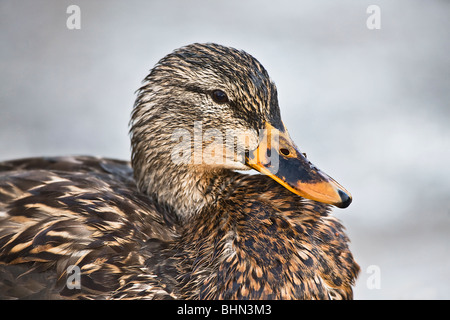 Ente Stockente, Weiblich - Close up Stockfoto