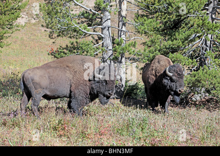 Männliche Stier Buffalo Bisons im Yellowstone-Nationalpark, Wyoming. Im Wald stehen. Majestätisch und stark. Zwei Tiere. Stockfoto