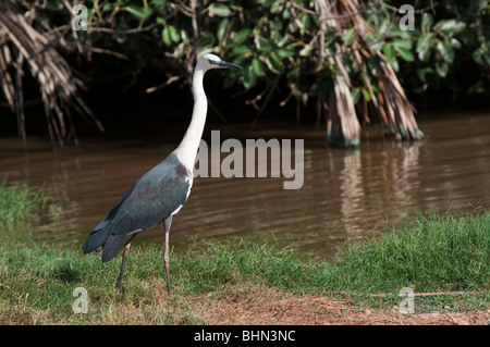 Der Pazifische weiß-necked Reiher, Ardea Pacifica Stockfoto