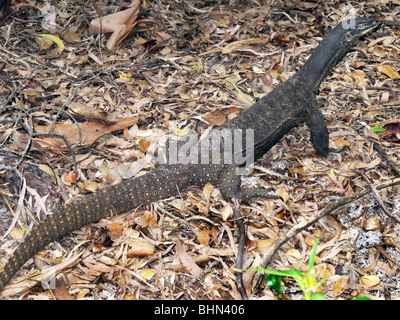 Goulds Sand Monitor, Varanus gouldii Stockfoto