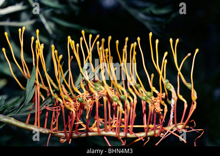 Nahaufnahme von Silky Eiche/Süd Silky Eiche/Australian Silver Oak blühen nur Öffnung Grevillea Robusta - Familie Proteaceae Stockfoto