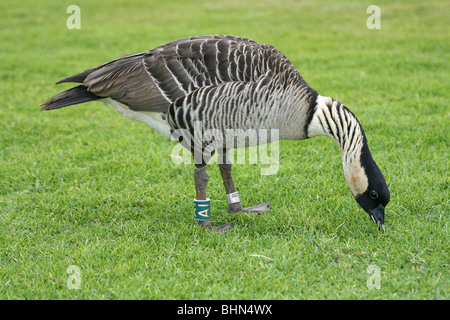 Hawaiianische Gans (Nene) Branta sandvicensis Stockfoto
