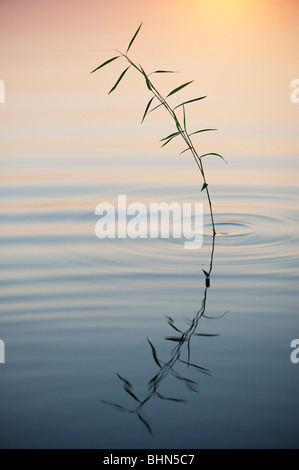 Bambusgrases reflektiert in einem noch Pool im Morgengrauen in Indien Stockfoto