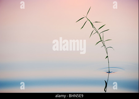 Bambusgrases reflektiert in einem noch Pool im Morgengrauen in Indien Stockfoto