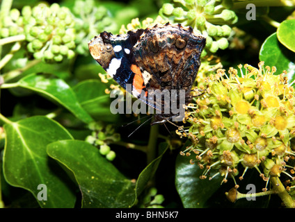 Schmetterling wahrscheinlich einen Red Admiral Fütterung auf Efeu Blumen mit gebrochenen Antenne Stockfoto