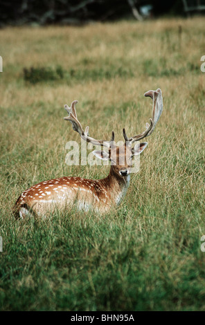 Damhirsch mit Geweih liegend in Charlecote Park, Warwick, Warwickshire, England Stockfoto