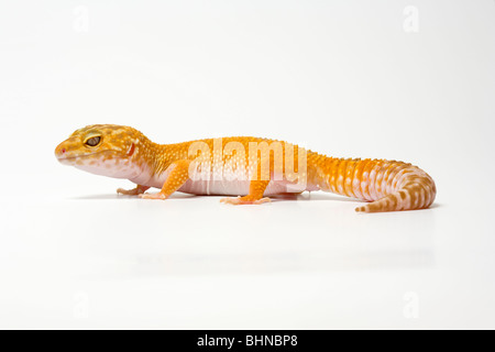 Leopardgecko, Eublepharus Macularius, auf weißem Hintergrund Stockfoto