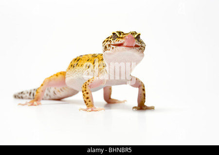 Leopardgecko, Eublepharus Macularius, auf weißem Hintergrund Stockfoto