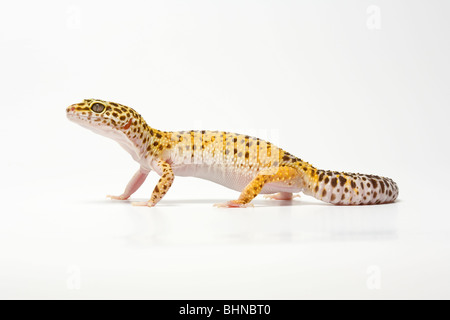 Leopardgecko, Eublepharus Macularius, auf weißem Hintergrund Stockfoto