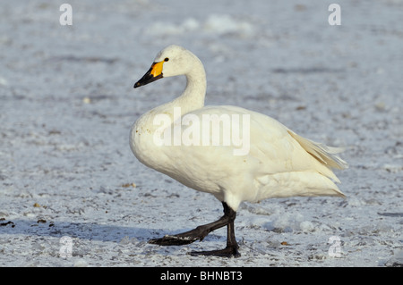 Bewick ´s Schwan oder Tundra-Schwan - Cygnus Bewickii zu Fuß auf zugefrorenen See Stockfoto