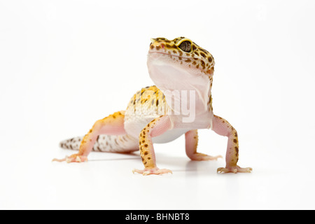 Leopardgecko, Eublepharus Macularius, auf weißem Hintergrund Stockfoto