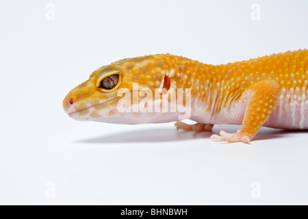 Leopardgecko, Eublepharus Macularius, auf weißem Hintergrund Stockfoto