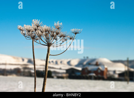 Gefrostet Kuh Petersilie im winter Stockfoto