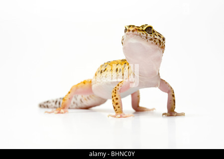 Leopardgecko, Eublepharus Macularius, auf weißem Hintergrund Stockfoto