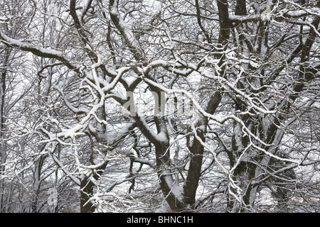 Schneebedeckte Bäume. Stockfoto
