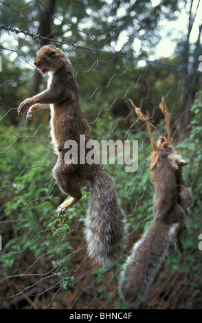 Graue Eichhörnchen auf einem Wildhüter Galgen in einem Wald in Oxfordshire-England Stockfoto