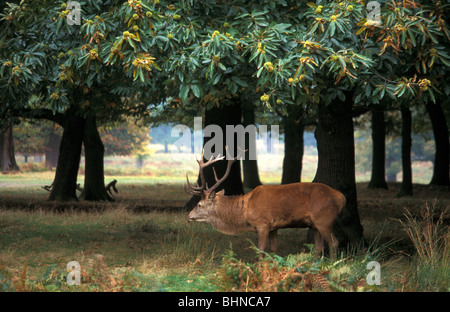Red Deer Hirsch Cervus Elaphus in Brunftzeit im Richmond Park National Nature Reserve London 10/2000 Stockfoto