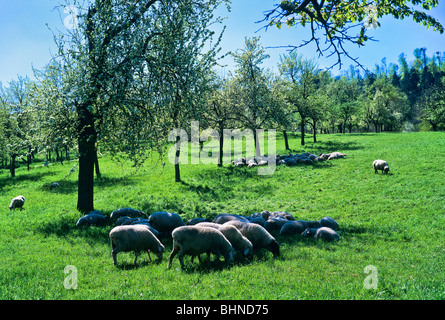 Schafbeweidung im Obstgarten mit blühenden Kirsche Bäume, Elsass, Frankreich Stockfoto