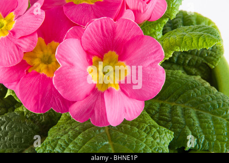 rosa Blüten von Primrose Stockfoto