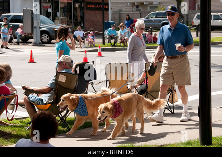 Mann zu Fuß zwei Golden Retriever, 4. Juli Parade. Stockfoto