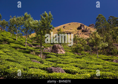 Indien, Kerala, Munnar, Höhenlage Teeplantage Stockfoto