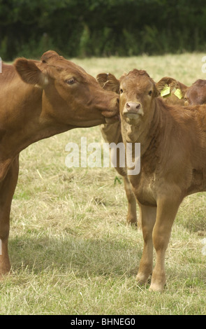 Kuh leckt es ist Kalb in einem Feld nahe Ampthill, Bedfordshire, UK Stockfoto