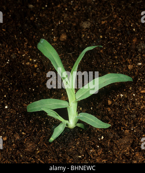 Crowsfoot Rasen (Eleusine Indica) Sämling Ungras Stockfoto