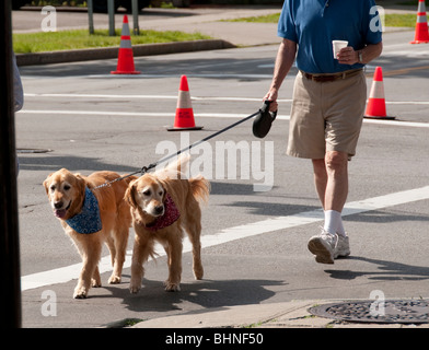 Mann zu Fuß zwei Golden Retriever, 4. Juli Parade. Stockfoto