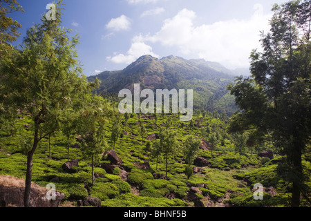 Indien, Kerala, Munnar, Tee-Plantage Stockfoto