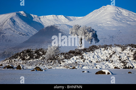 Rannoch Moor ikonischen Baum mit Schnee bedeckt montieren Sie schwarze Berge im Hintergrund Lochaber, Schottland Großbritannien Europa Stockfoto