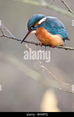 Eisvogel - Alcedo atthis Stockfoto