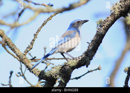 Western-Scrub-Jay auf einem Ast in Washington Stockfoto