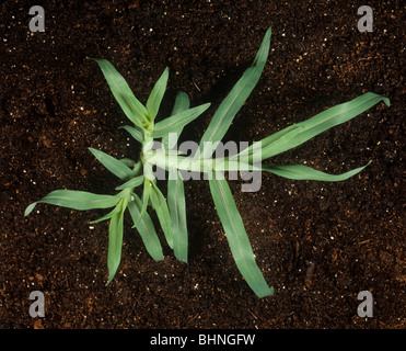 Crowsfoot Rasen oder Klettenlabkraut (Eleusine Indica) junge Prostata Rasen Unkraut Pflanze Stockfoto