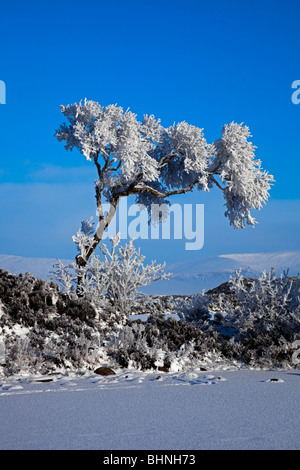 Rannoch Moor schneebedeckte ikonischen Baum gefrorenen man Lochaber, Schottland Großbritannien Europa Stockfoto