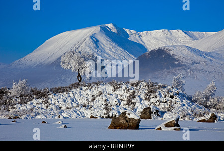 Rannoch Moor ikonischen Baum mit Schnee bedeckt montieren Sie schwarze Berge im Hintergrund Lochaber, Schottland Großbritannien Europa Stockfoto