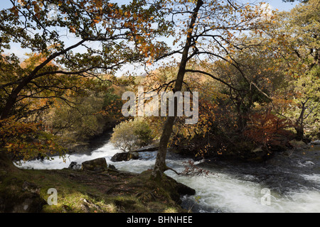 Wasserfall auf schnell fließender Fluss Afon Ogwen durch bewaldetes Tal im Herbst in der Nähe von Bethesda, Gwynedd, Nordwales, UK, Großbritannien. Stockfoto