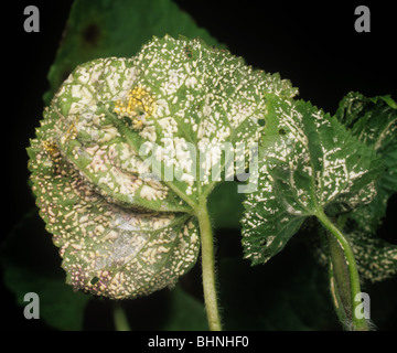 Weißer Rost (Albugo Candida) auf Ehrlichkeit (Lunaria Annua) Blatt Stockfoto