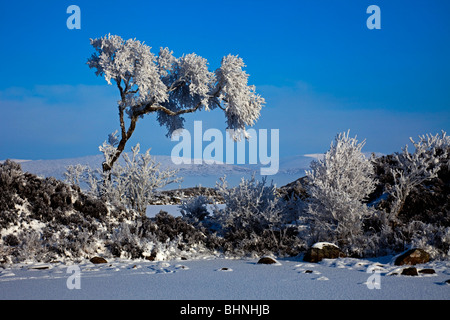 Kultige Baum und Schnee bedeckt gefrorenen man Lochaber, Schottland Großbritannien Europa Stockfoto