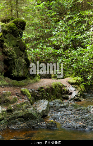 Die schöne und zauberhafte Pucks Glen, Benmore in Argyll Forest Park in der Nähe von Dunoon, Schottland auf der Halbinsel Cowal Stockfoto