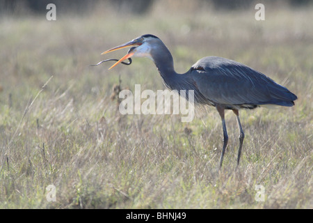 Great Blue Heron Essen eine Schlange in Washington Stockfoto