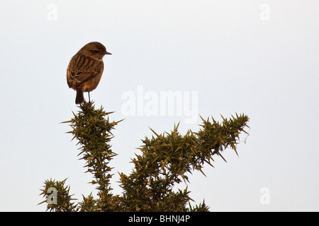 Schwarzkehlchen - Saxicola torquata Stockfoto