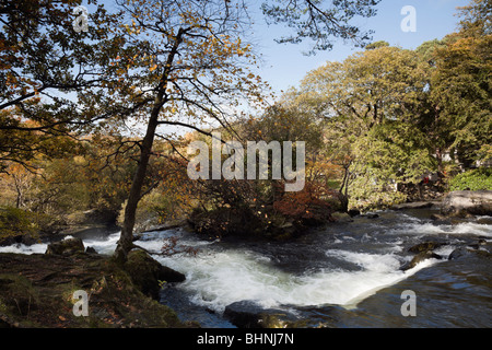 Bethesda, Gwynedd, North Wales, UK, Europa. Wasserfall auf schnell fließenden Afon Ogwen Fluss durch bewaldetes Tal im Herbst Stockfoto