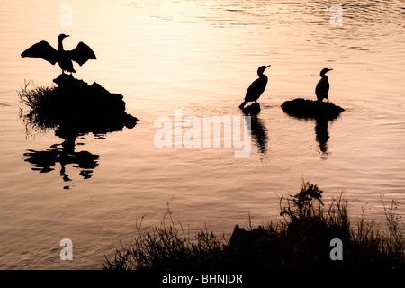 Doppel-crested Ormorants (Phalacrocorax Auritus) gezeigt in der Silhouette am späten Nachmittag Stockfoto