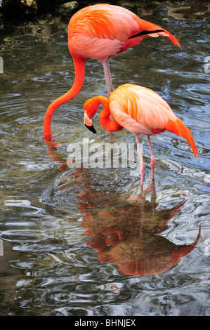 Ein Flamingo steckt Kopf in das Wasser auf der Suche nach Nahrung, während seine Begleiter Uhren Stockfoto