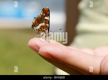 schöne Schmetterling sitzt auf der Handfläche eines Sommertages Stockfoto