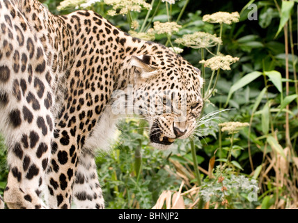 Persische Leoparden in Gefangenschaft Stockfoto